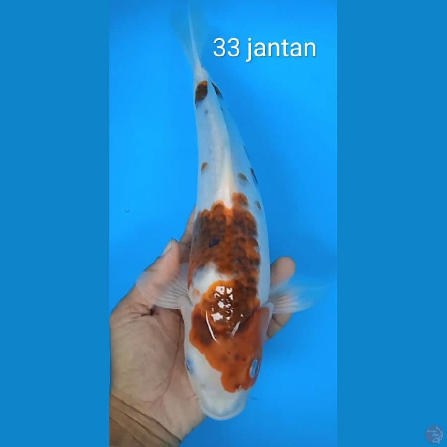 goromo : 33 jantan