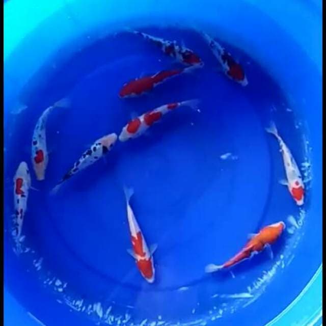 Mix 10 ekor 17cm