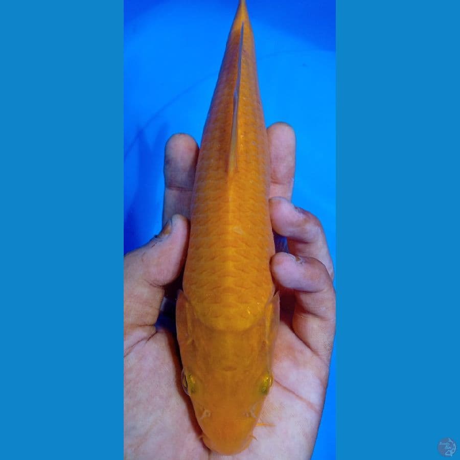 Karasi 25cm (MALE)