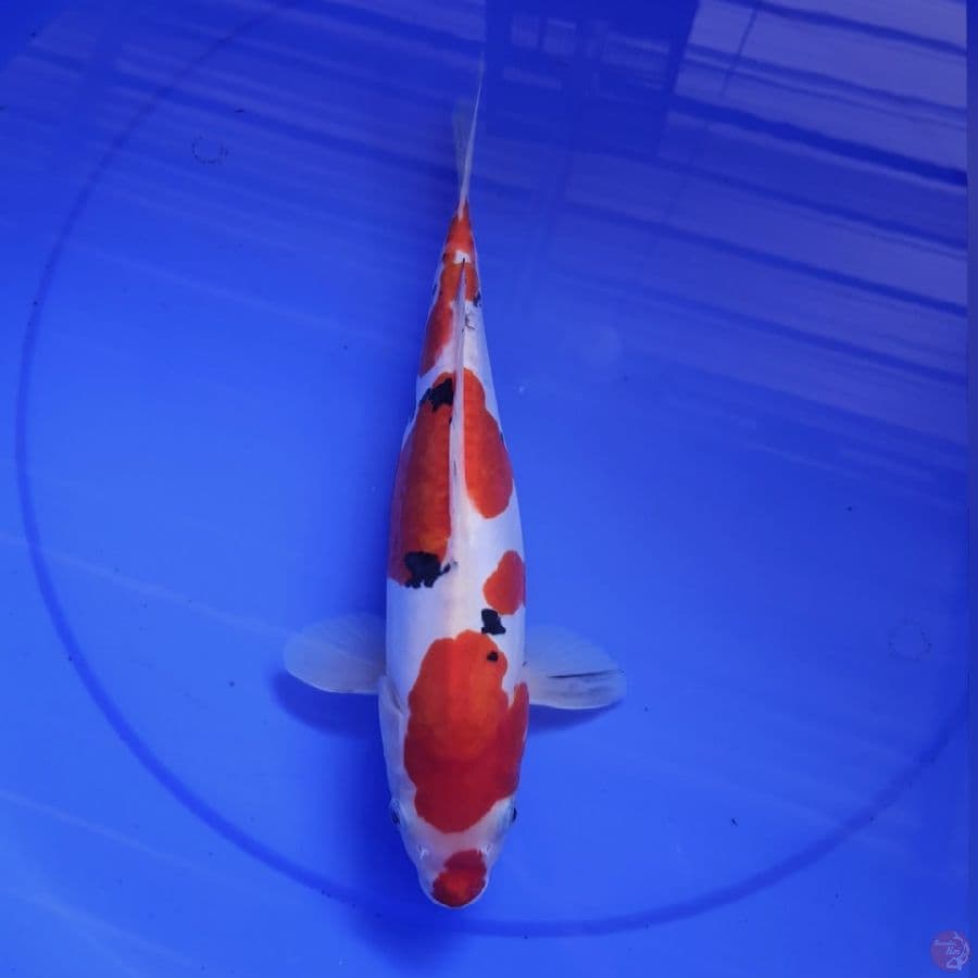 SANKE DOIDSU 32CM