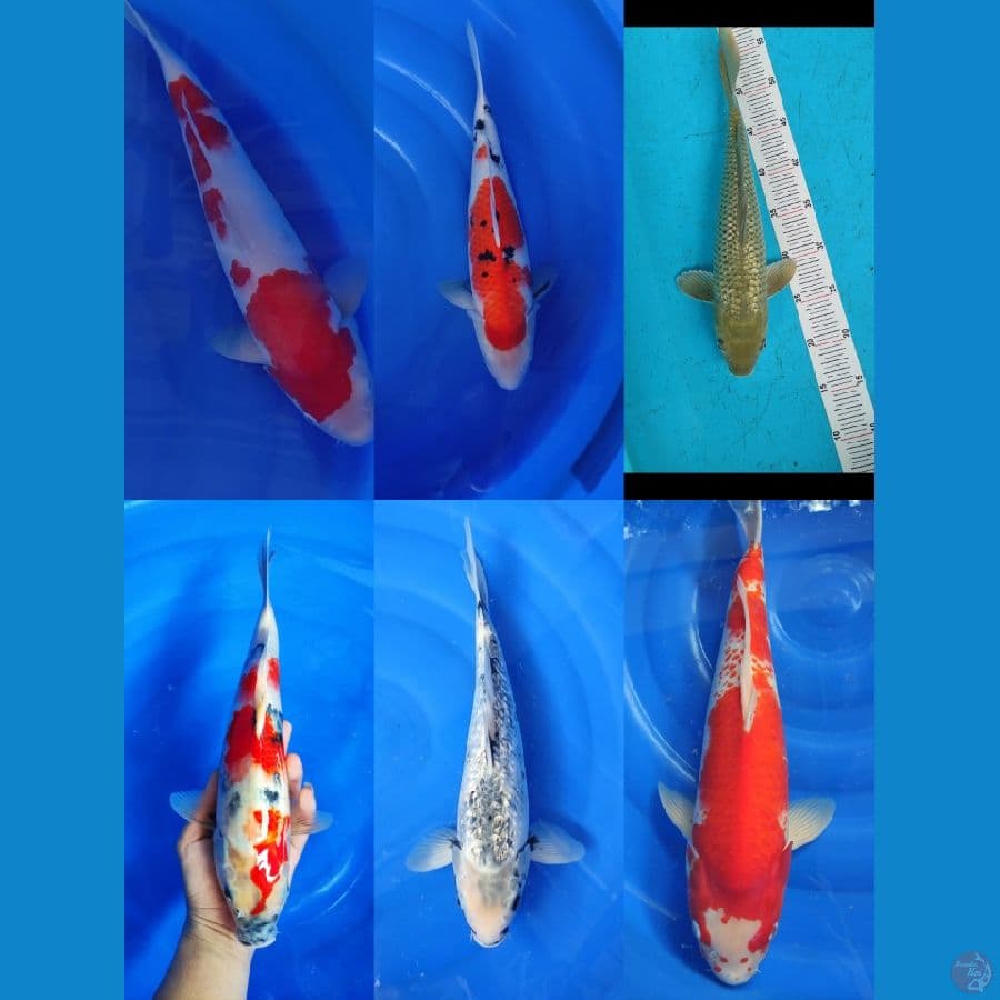 Paket Mix Import jumbo