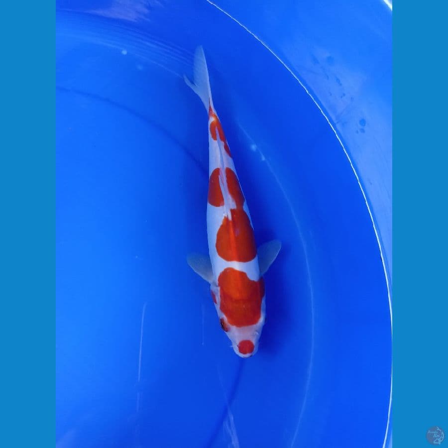 Kohaku 28cm
