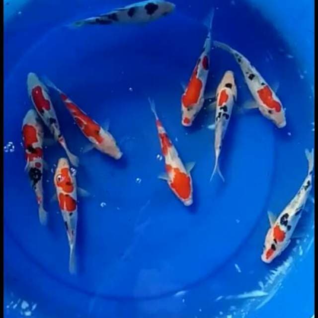 Mix 10 ekor 17cm