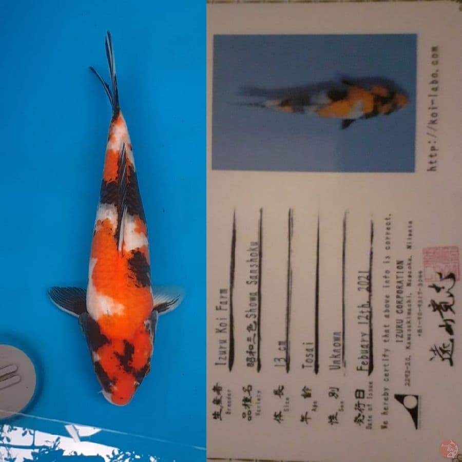 Showa "Izuru" + certi 40bu