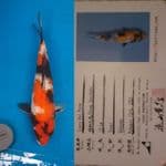 Showa "Izuru" + certi 40bu