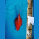 Tamasaba 25CM