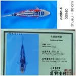 Shusui SQ 32CM Certy Yamaju, Certy 4th place hipmi koi show