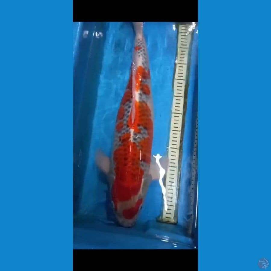 Goshiki 62CM