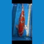 Goshiki 62CM