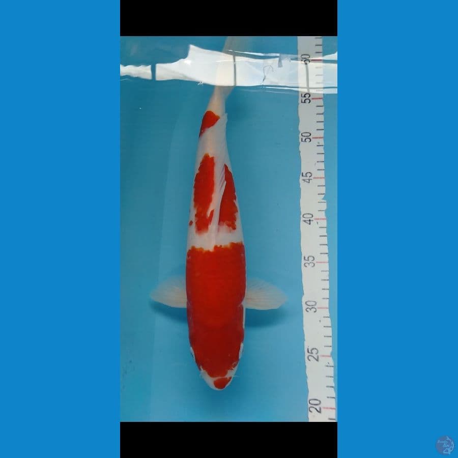 Pejantan Kohaku Merah Strong 39cm
