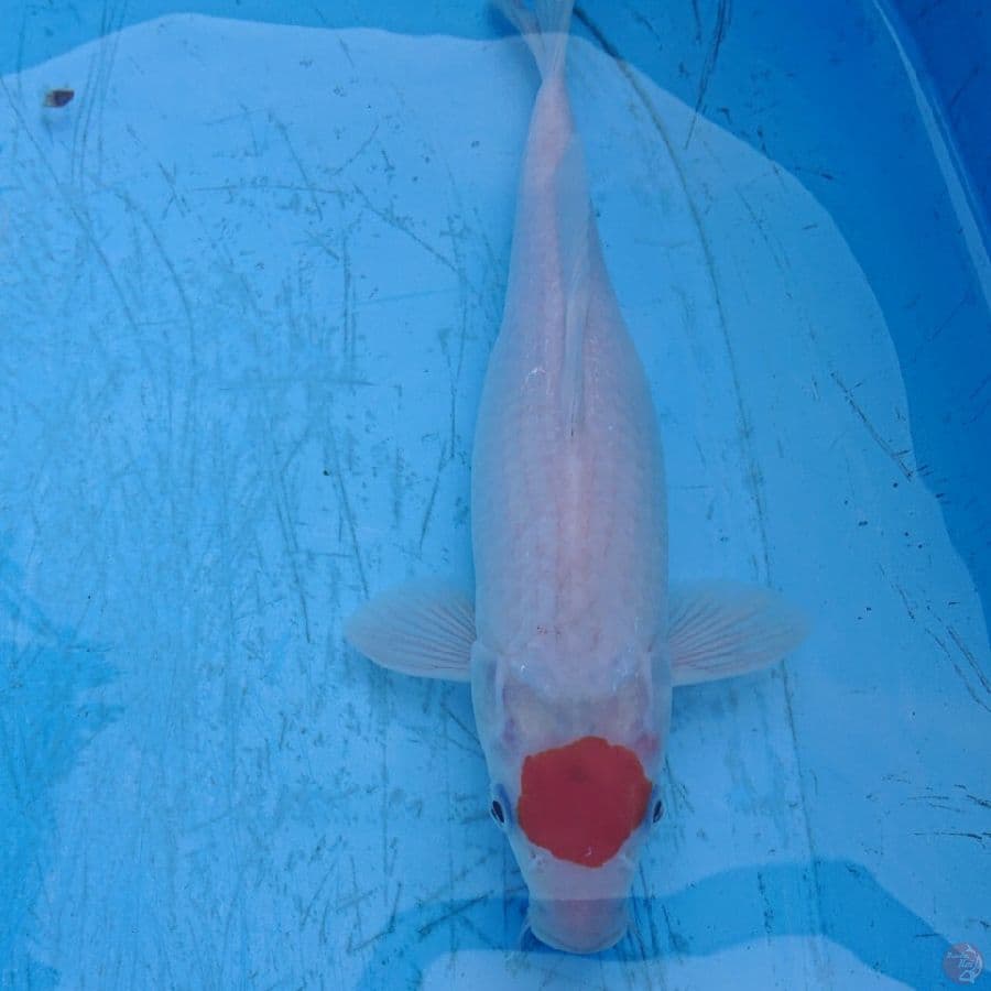 ORIGINAL TANCHO KOHAKU 27CM