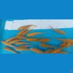 Karasi 50ekor size 12-16cm