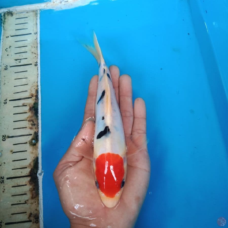 tancho sanke doitsu 20 cm