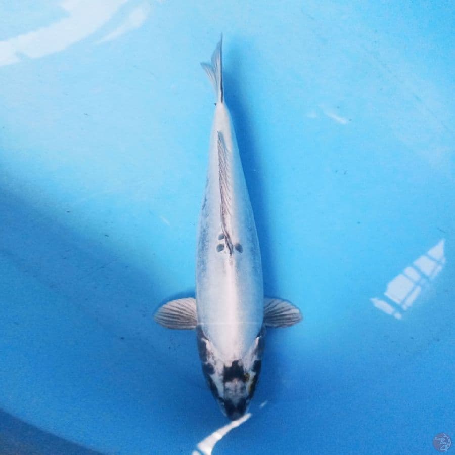 Kikokuryu 33cm