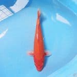 Orenji ogon 31cm