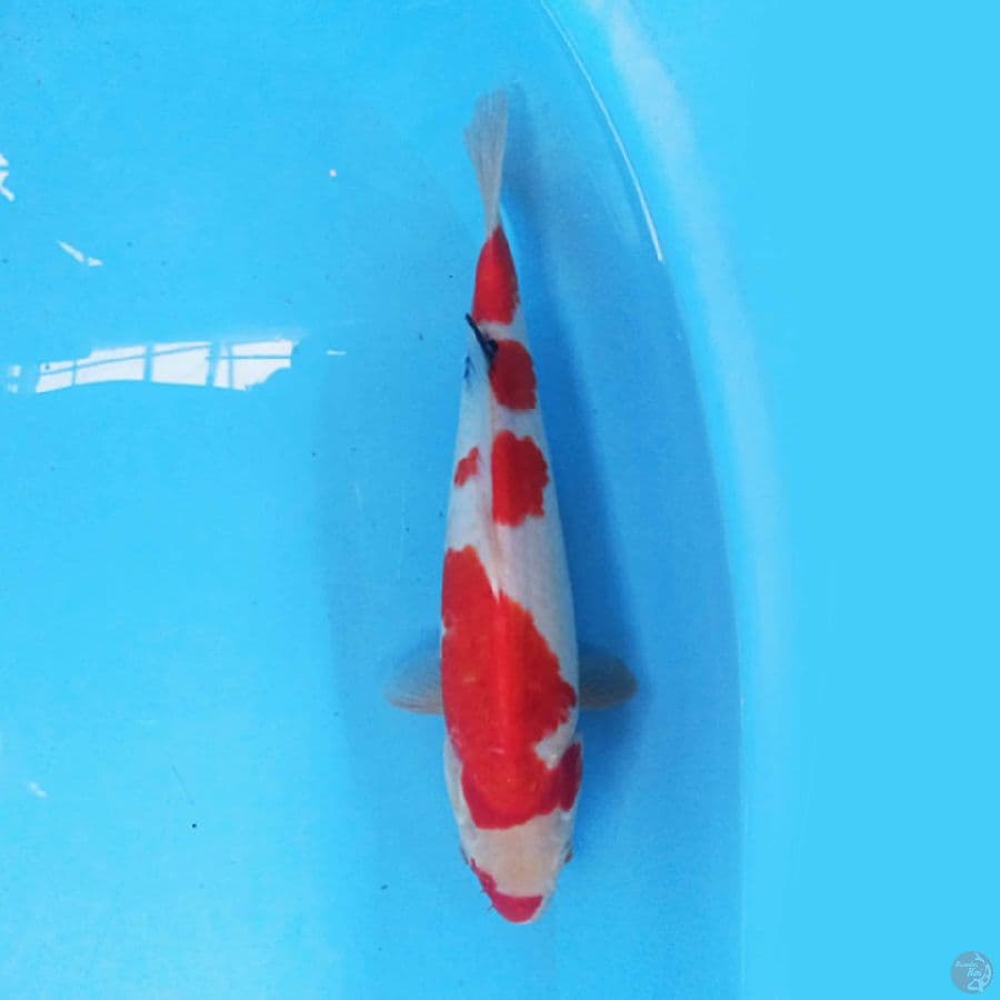 Sanke 34 cm