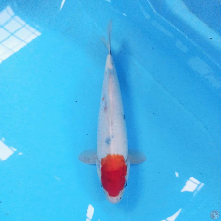 Tancho Showa 33 cm