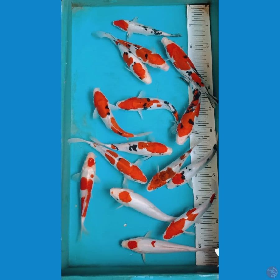 doitshu 15-21cm
