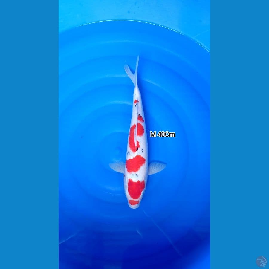 Maruten M 40Cm