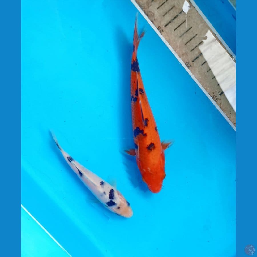 bekko vs ak sanke 13/19cm