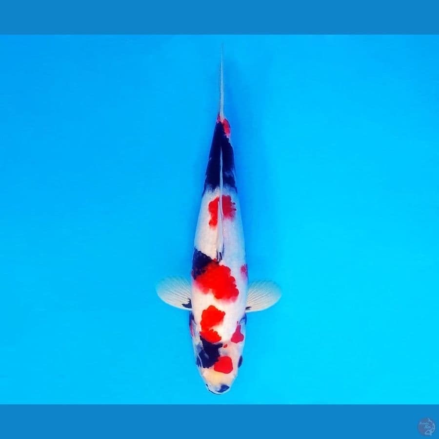 SHOGUN 6 ~ Kindai Showa 26 cm/male ™