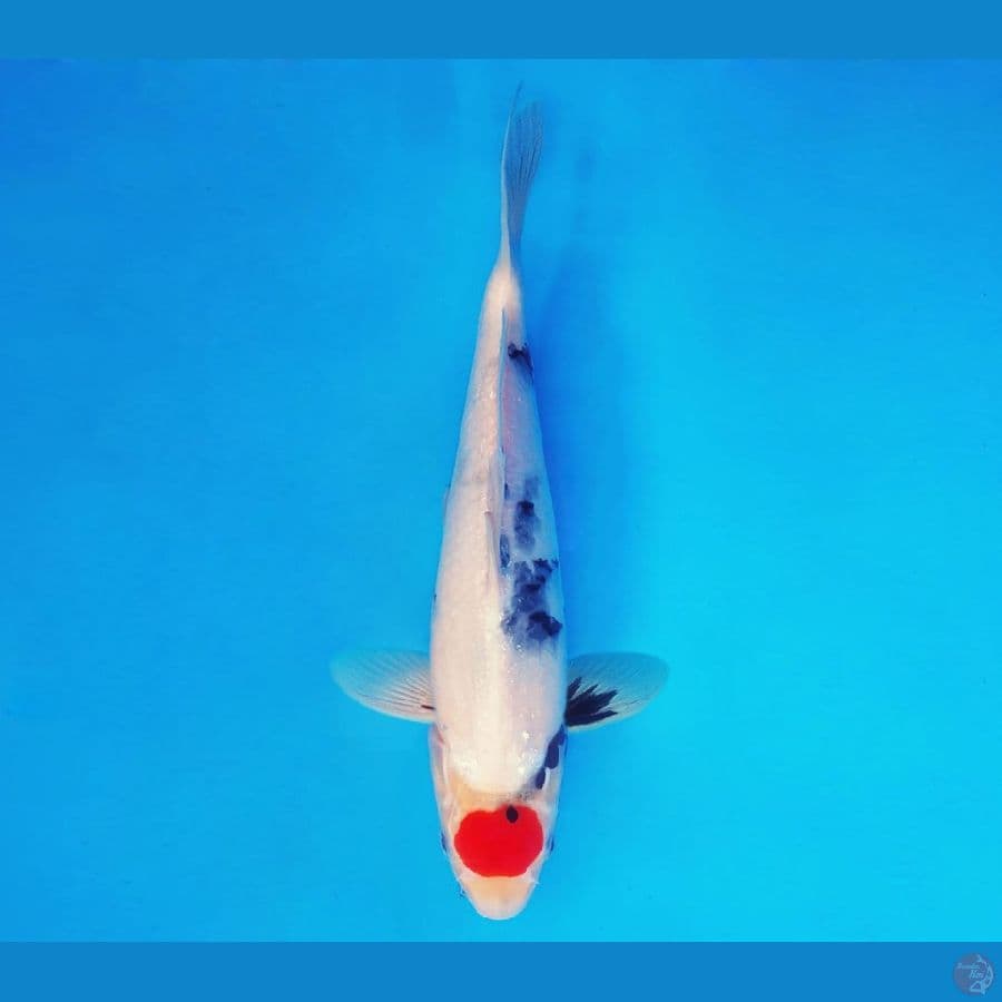 SHOGUN 12 ~ Tancho Showa 31 cm/male ™