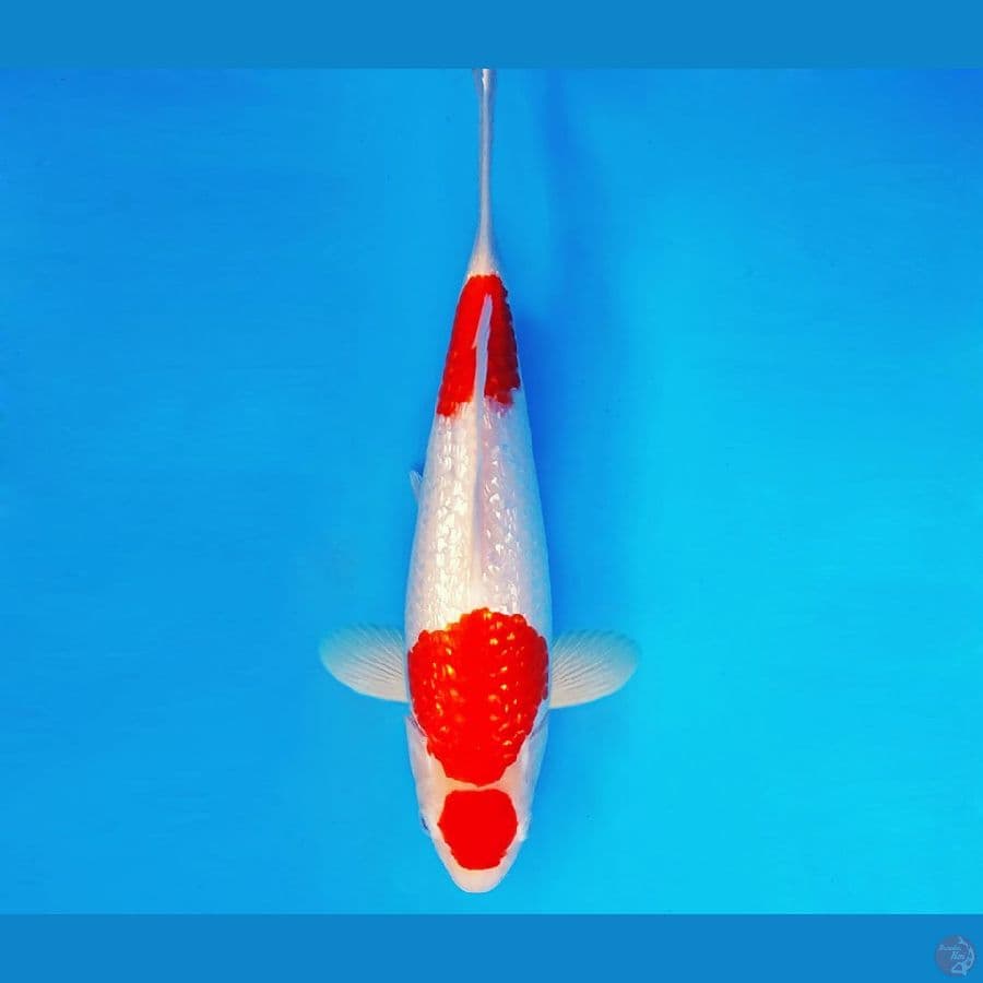 SHOGUN 13 ~ Kohaku Gin Rin 31 cm/male ™