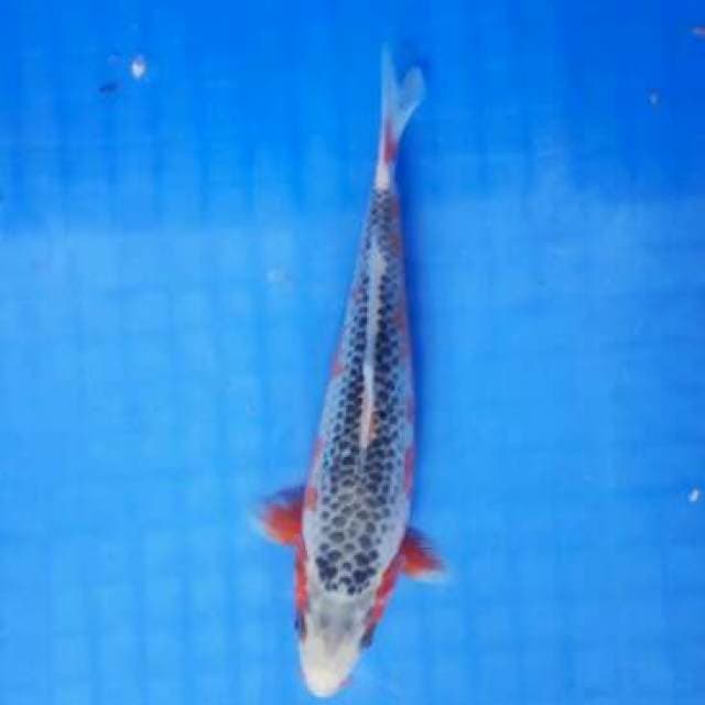Asagi 22 cm
