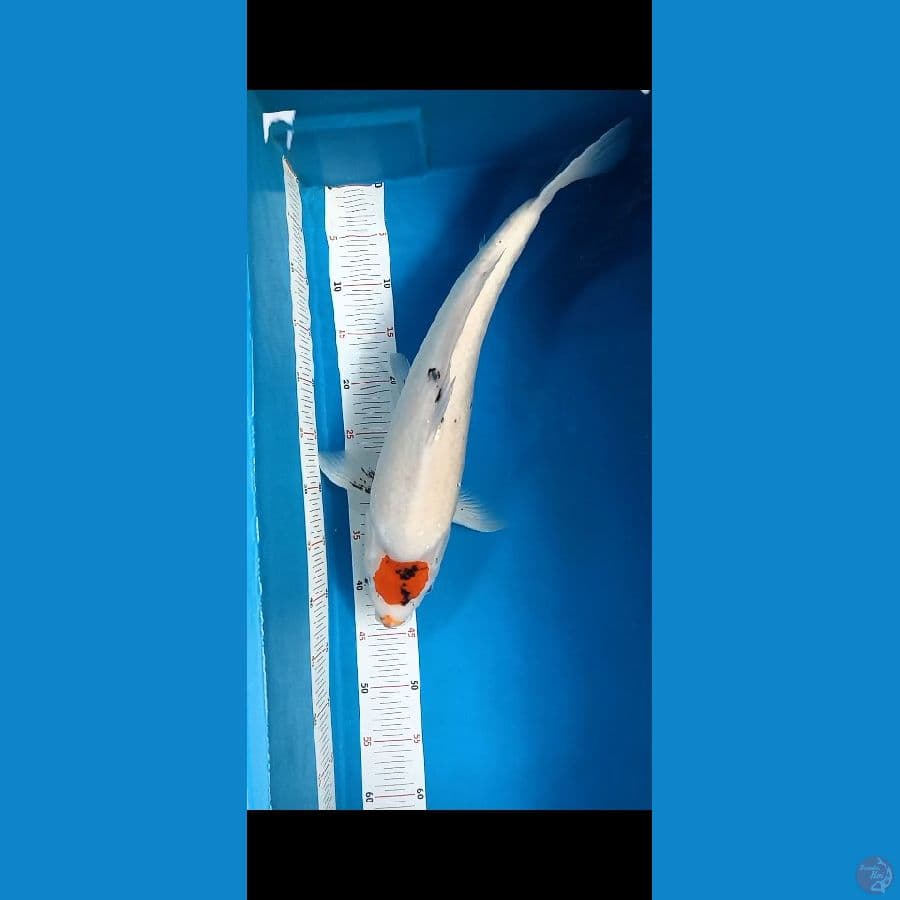 Tancho showa 50cm