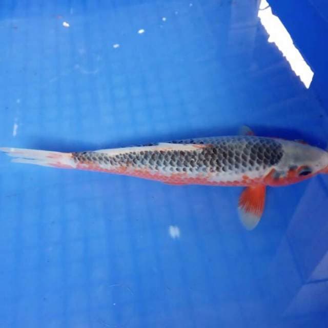Asagi 25 cm