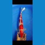 sanke 41 cm Male original no cut