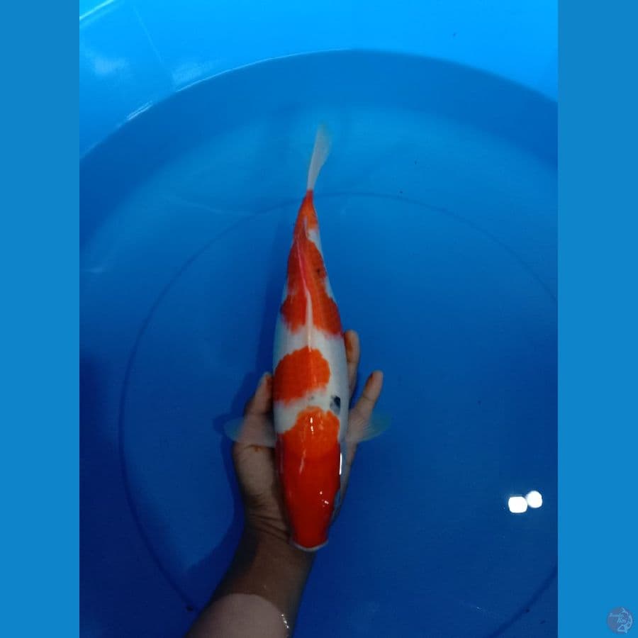 SANKE 33 CM