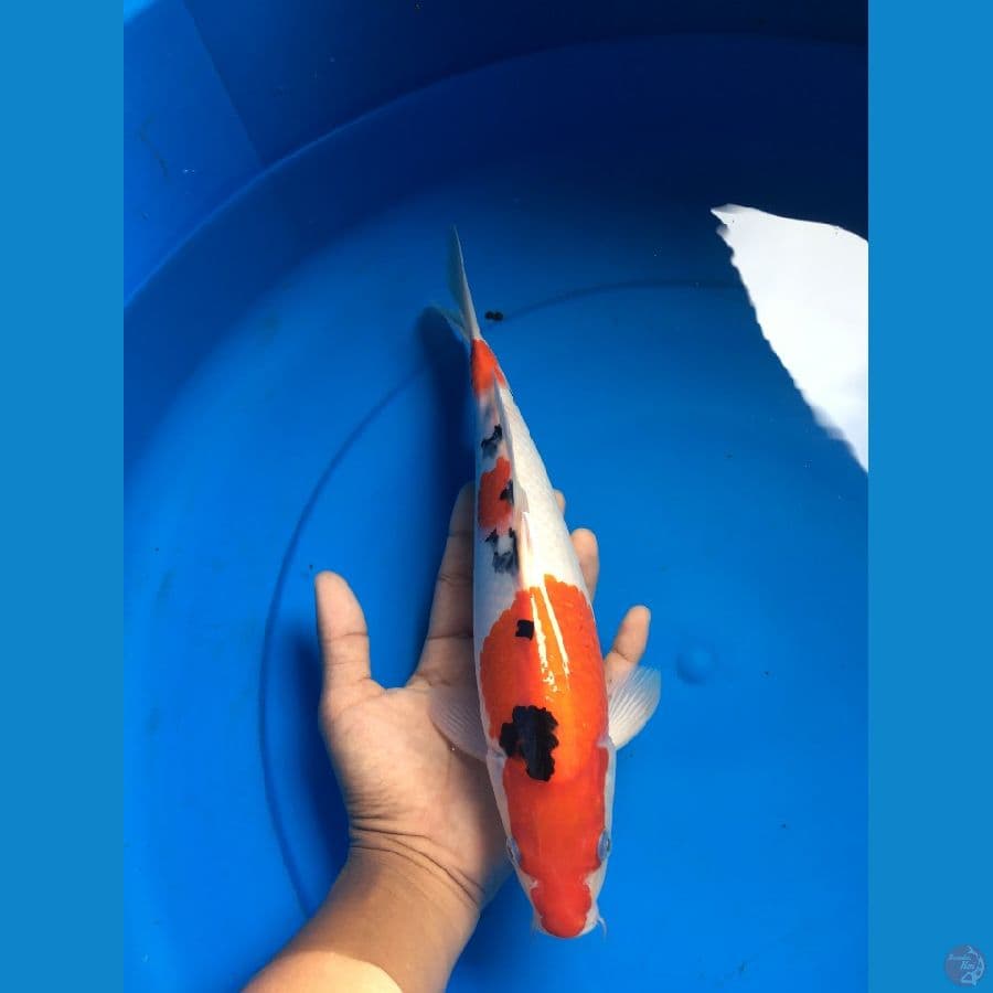 SANKE 30 CM BENI STRONGG