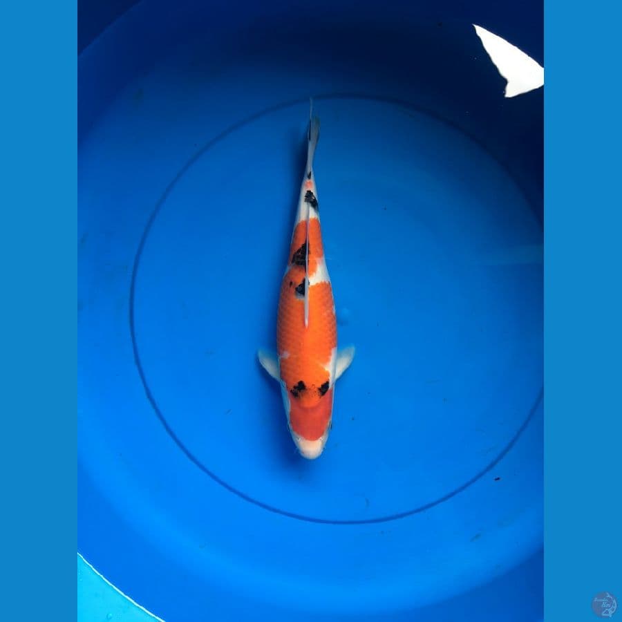 SANKE 30 CM