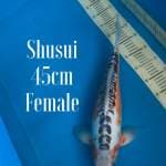 Shusui body super bulky 45cm Female