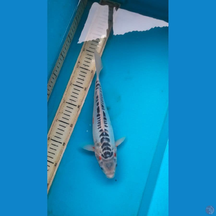 shusui 29cm f