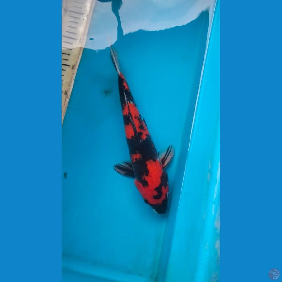 showa 29cm m