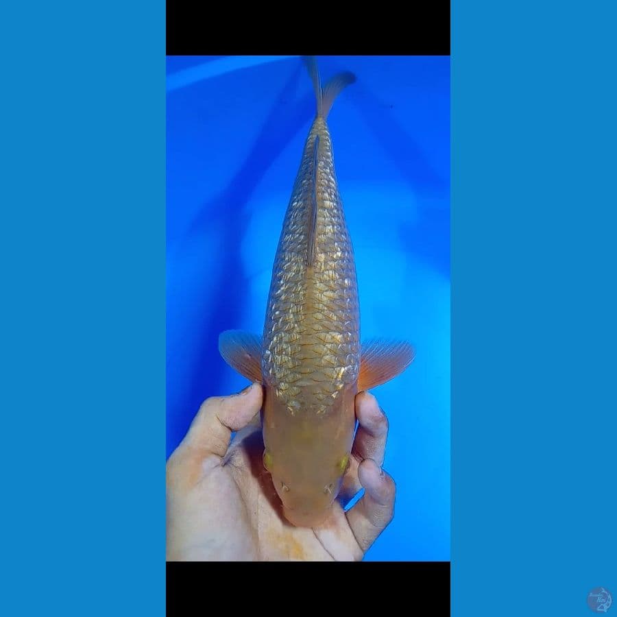 caramel female 30cm