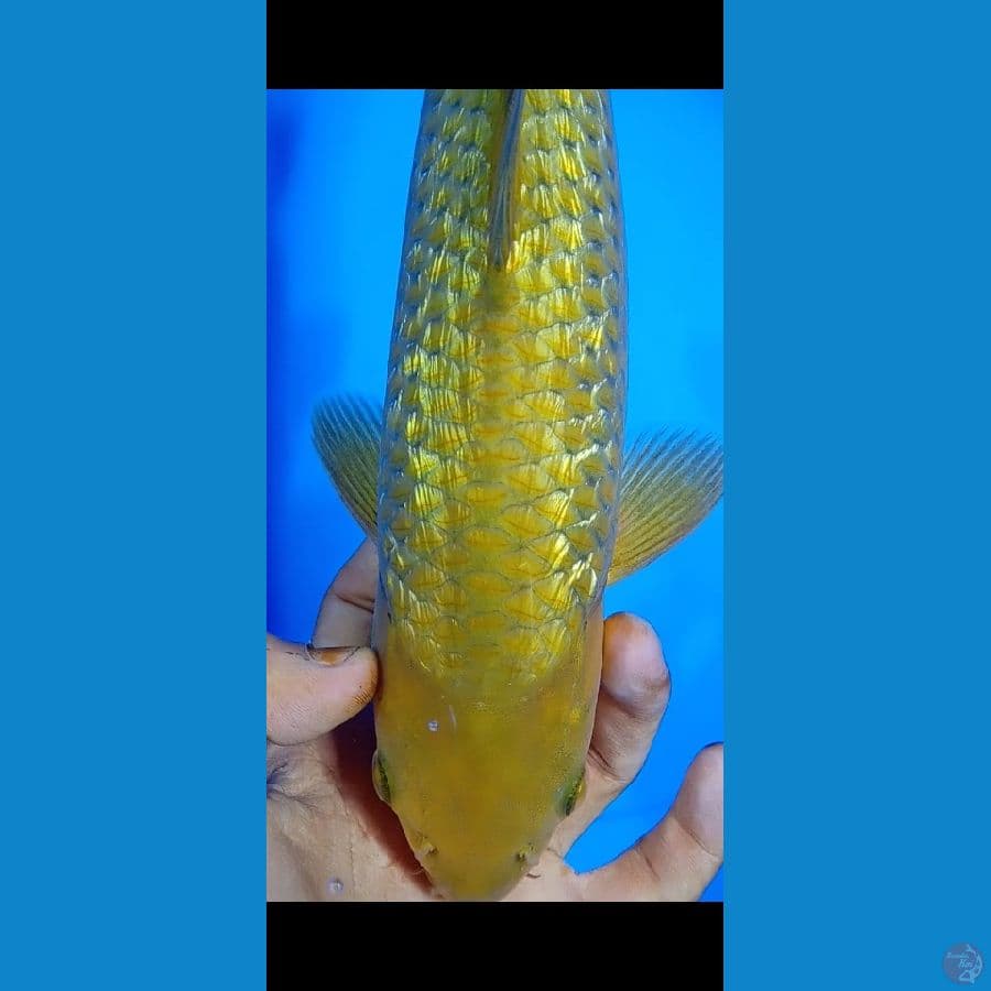 Midori Jantan 35cm