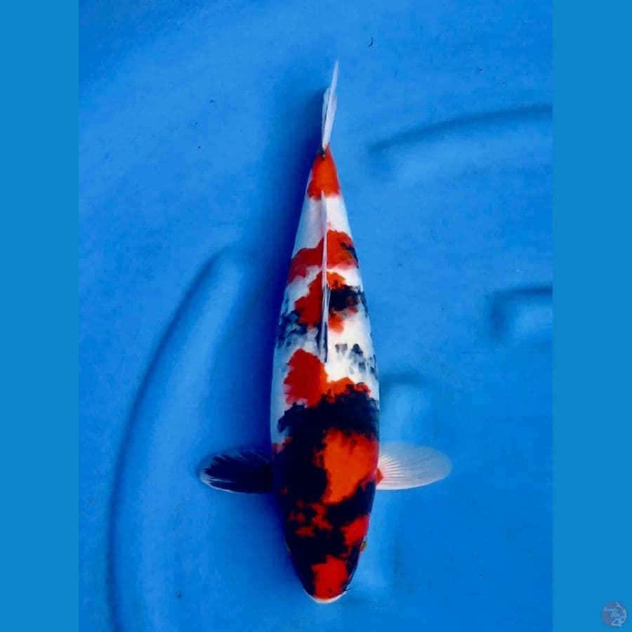 37cm , F1 Red Showa