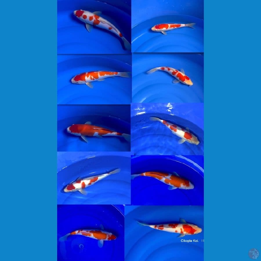 10 EKOR DAINICHI KOHAKU JUMBO + MATSUE