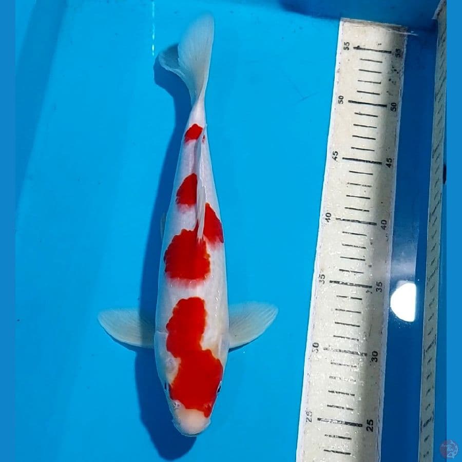 KOHAKU RED STRONG 32 CM