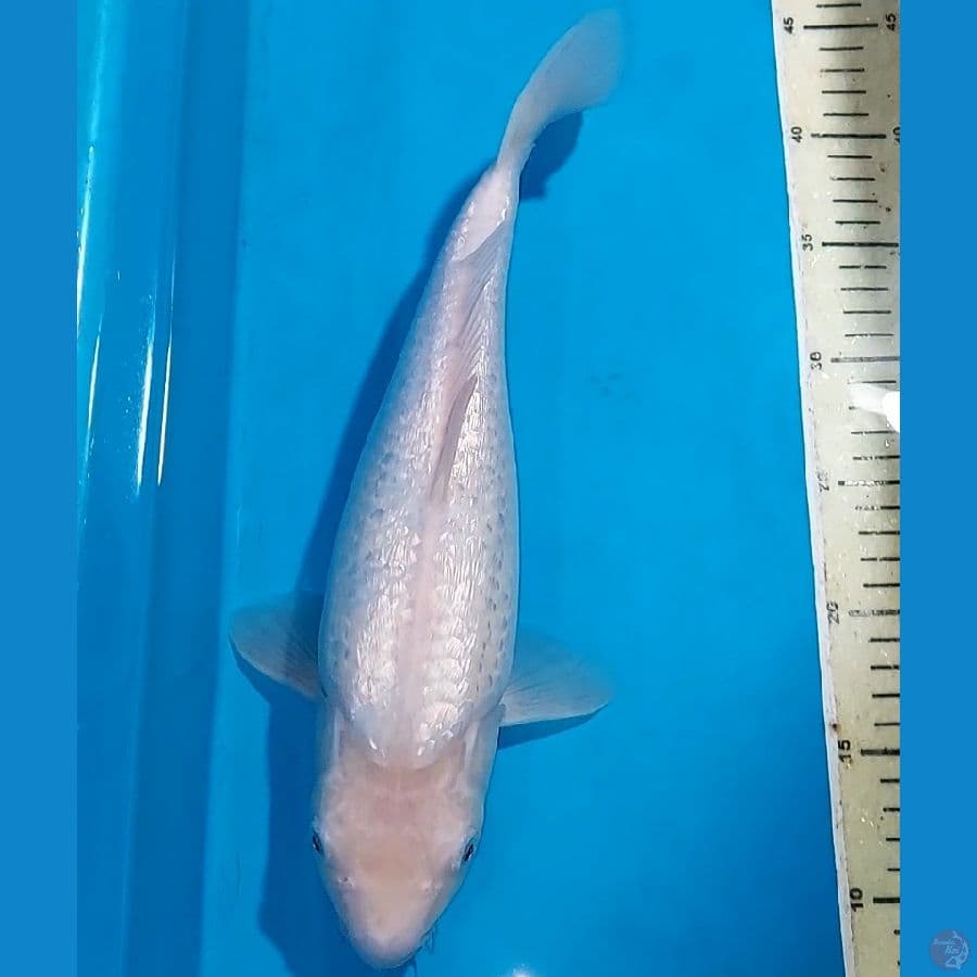 SHIROMUJI GINDRIN QUALITY 36 CM
