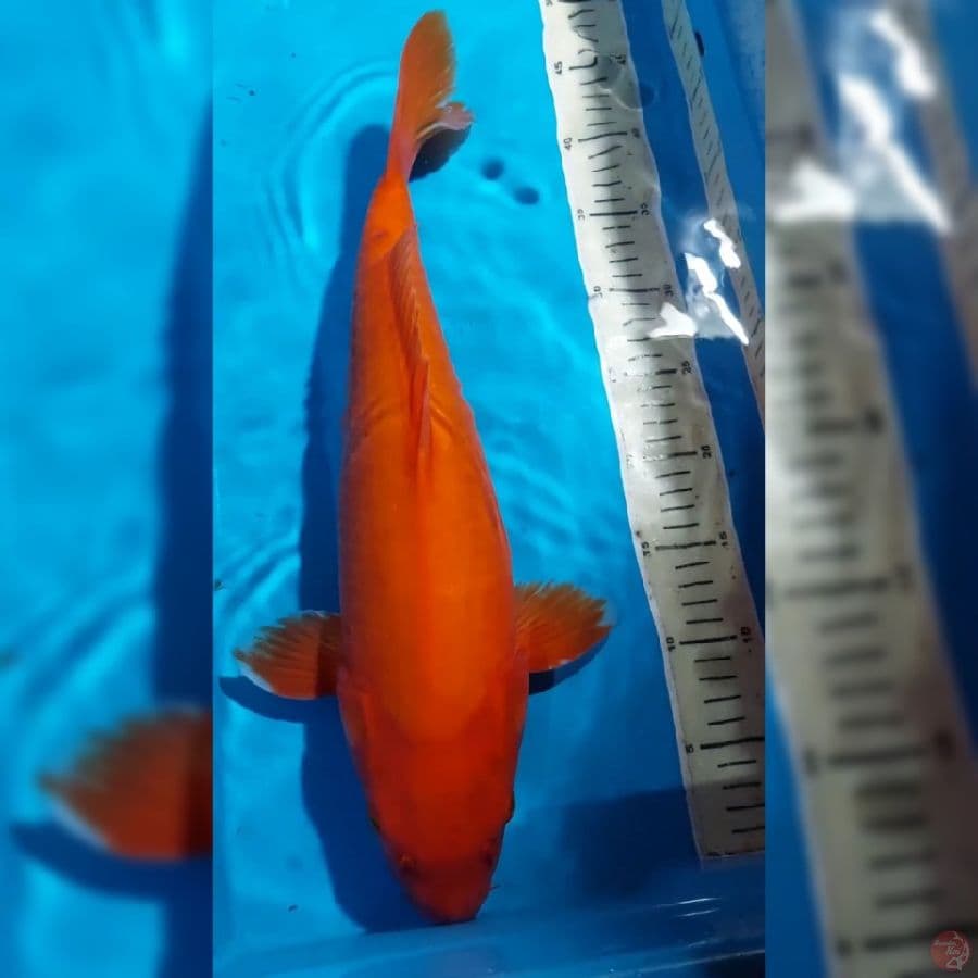 BENIGOI BULKY 46 CM 