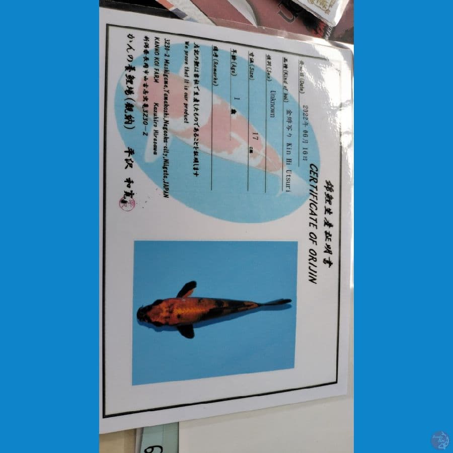 Jenis: kin hi utsuri ( size 22cm ) KANNO KOI FARM
