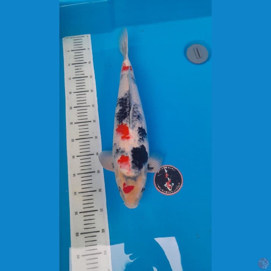 kindai showa tategoi 51 cm male