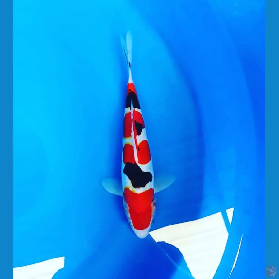 Sanke doitsu 28 cm male 