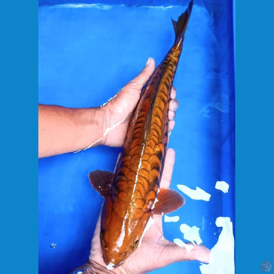 45 cm jantan cagoi aragoke