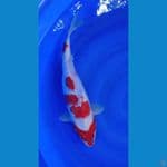 Big Kohaku Female
