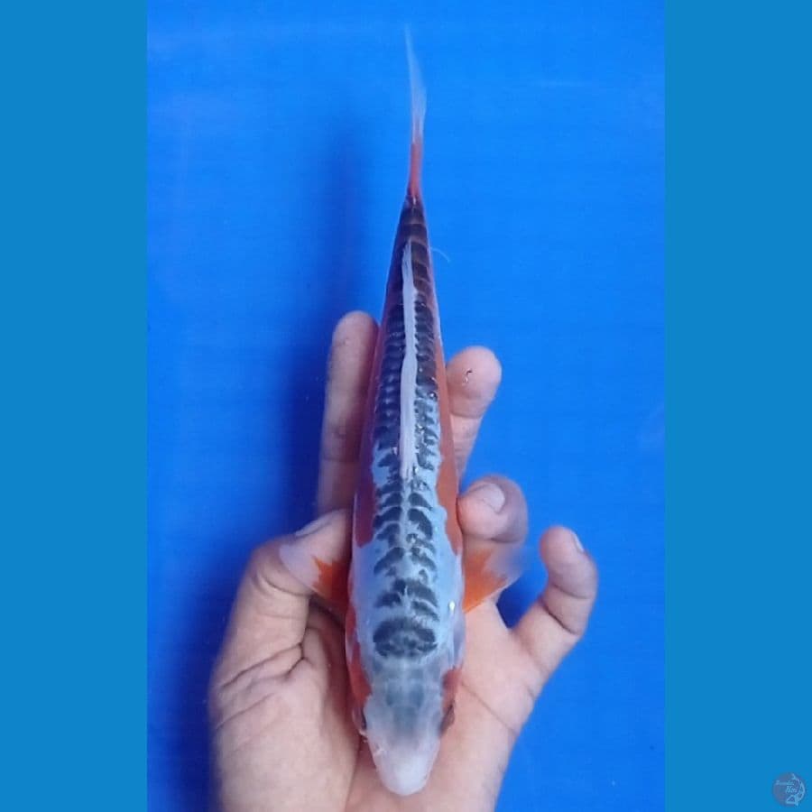 24 cm 
